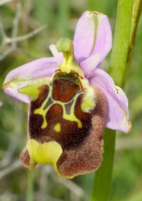 Ophrys cretica, Ophrys episcopalis  Creta aprile 2016